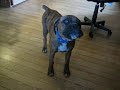 Boxer Puppy Barking for the First Time