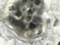 Salt Crystal Formation #3