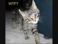 videos de funny vid of pics