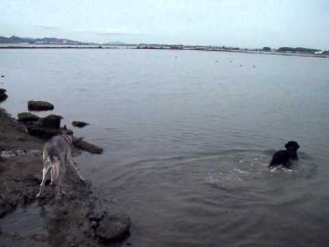 monkichia - mojo and lia at the albany bulb's pond, swimming and fetching!