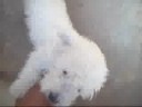 princesa minha cachorrinha sapeca