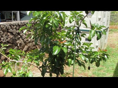 how to trim an avocado tree