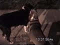 \"pit-bulls,\" just another stereotype... \"pit-bulls,\" just another stereotype...