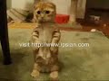 visit http://www.ipsian.comThank you for everybady who voted on my video 