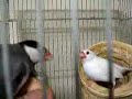 fight of birds