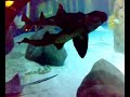 Sea Life Gardaland Ripresa Generica Acquari
