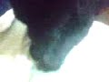 Bijuuuuuuuu Bijuuuuuuuu