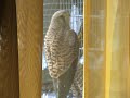 el aguilucho