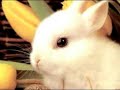 Adiemus-  Fantas�a Animal
