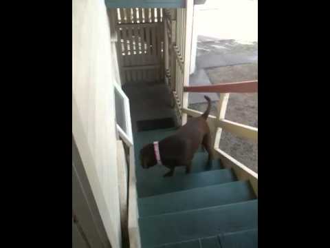 My Chocolate Lab’s Interesting Way Of Walking Up The Stairs…..