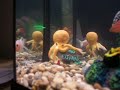 Presenting our new fish