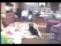cat is teaching how to crawling to baby