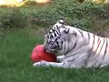Lions, Tigers, Bearcats & Pumpkins-Big Cat TV Lions, Tigers, Bearcats & Pumpkins-Big Cat TV