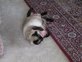 Siamese cat going nuts