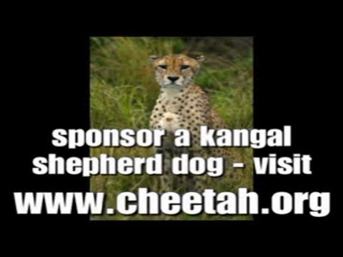 kangal