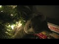 Funny Videos - Mean Kitty Christmas Surprise
