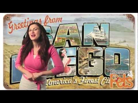 <p>&nbsp;</p>
<p>We travel to San Diego. &nbsp;We kick back at the first off leash Dog Beach, we join the owner of a bootcamp workout group for dogs & their parents. &nbsp;We check out Balboa Park, grab a snack at the pet bakery! Benz gets a T-touch massage and Pet-Icure and a bath from a do it yourself dog wash. &nbsp;Benz gets a surfing lesson and we settle in for the night after a stroll in Cornado Beach.</p>
<p>Intresting San Diego. &nbsp;A bakery for pets, a spa thats gone to the dogs offers BRIZILIANS (Yes ladies). A dog bootcamp that takes fitness to the puppy leval. A whole Island thats gone to the dogs. Benzs gets a surfing lesson, and we explore a park with History & Culture come alive.&nbsp;</p>
<p>Hope you enjoy leave feedback!</p>
