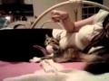 Cat Mimics Girls Hand