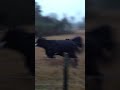 Bulls on parade: http://t.co/b7Abl79v via @YouTube