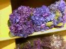 NYC Flower Market