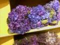 NYC Flower Market