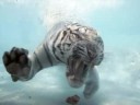 White Tiger