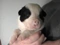 Border Collie Puppies Two Week Old DarnFar