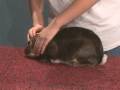 Rabbit Showmanship Example #3