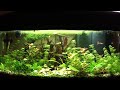 Acquario di 100 litri di Giuseppe Giunta