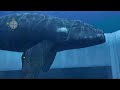 Endless Ocean Review ( Wii )