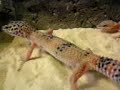 gecko leopard