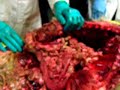 dissection of lion dissection of lion