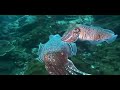 Cuttlefish Courtship