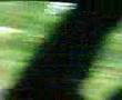 videos de foggiani a cremona