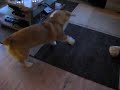 Welsh Corgi Binky..