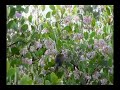 Bushtit, Psaltriparus minimus Bushtit, Psaltriparus minimus