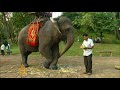 Cambodian's reunion with elephant - 23 Nov 09