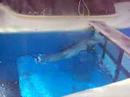 Dolphins at the Mirage