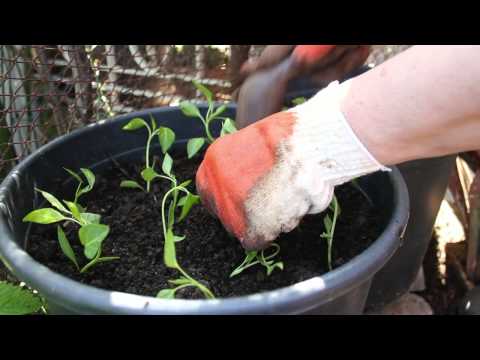 how to drain planters