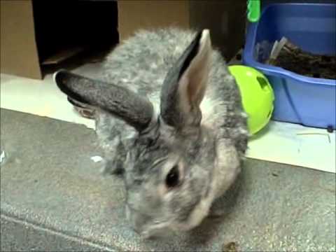 Alfalfa