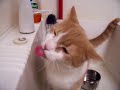 Jack drinking from the faucet-guest appearance by LUCKY