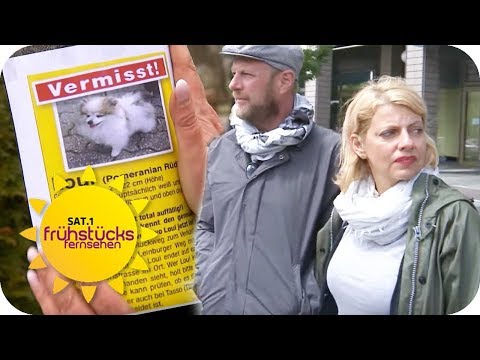 Soweit gehen Verzweifelte Hundebesitzer fr ihre Liebli ...