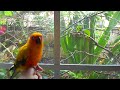 that is a beautiful Bird. (@YouTube http://t.co/huP2R9hE)