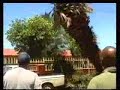 Dumb Gardener in South Africa