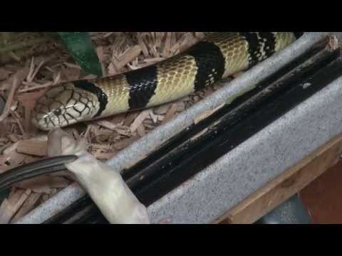 YouTube reptile video