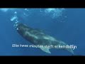 Jaar van de Dolfijn / Year of the Dolphin