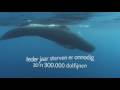 Jaar van de Dolfijn / Year of the Dolphin