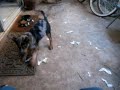 Gertie playing the foot game.