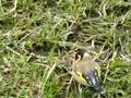videos de Goldfinch in Kauaeranga Forest in Coromandel New Zealand
