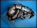 5 foot ball python eating after 8 months...